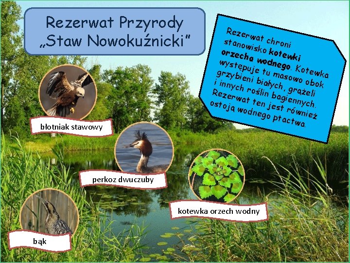 Rezerwat Przyrody „Staw Nowokuźnicki” błotniak stawowy Reze rw stano at chroni w orzec isko