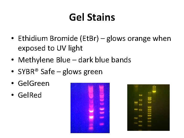 Gel Stains • Ethidium Bromide (Et. Br) – glows orange when exposed to UV