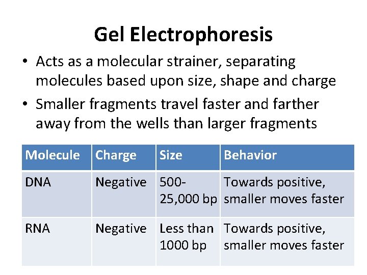Gel Electrophoresis • Acts as a molecular strainer, separating molecules based upon size, shape