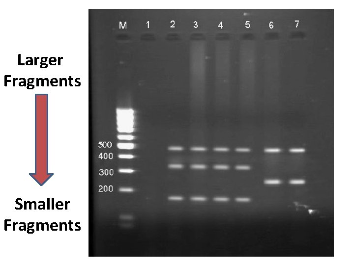 Larger Fragments Smaller Fragments 