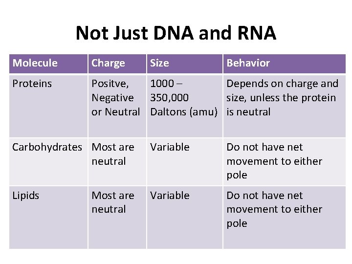 Not Just DNA and RNA Molecule Charge Size Behavior Proteins Positve, 1000 – Depends