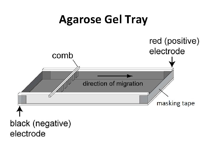 Agarose Gel Tray 