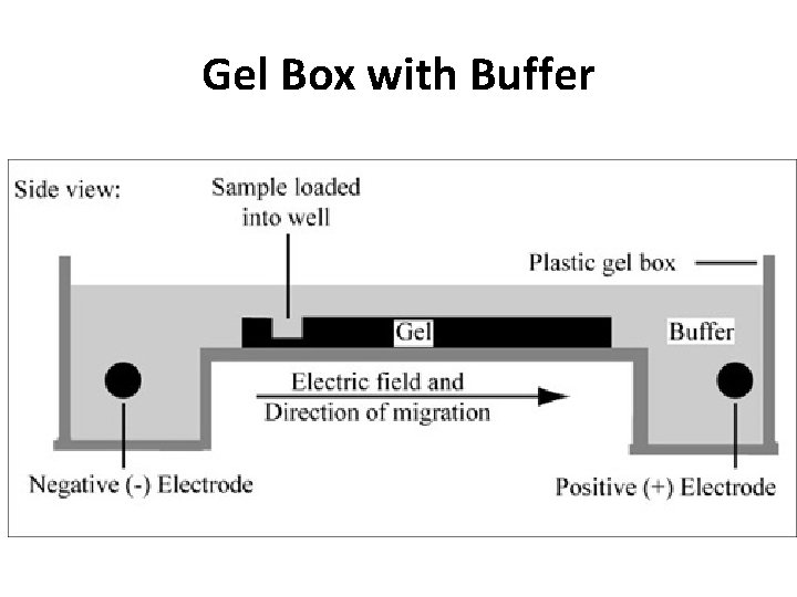 Gel Box with Buffer 