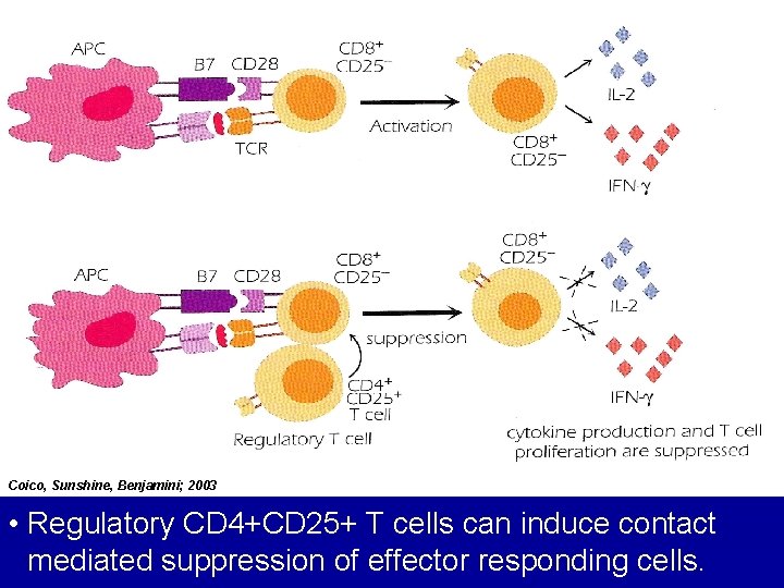 Coico, Sunshine, Benjamini; 2003 • Regulatory CD 4+CD 25+ T cells can induce contact