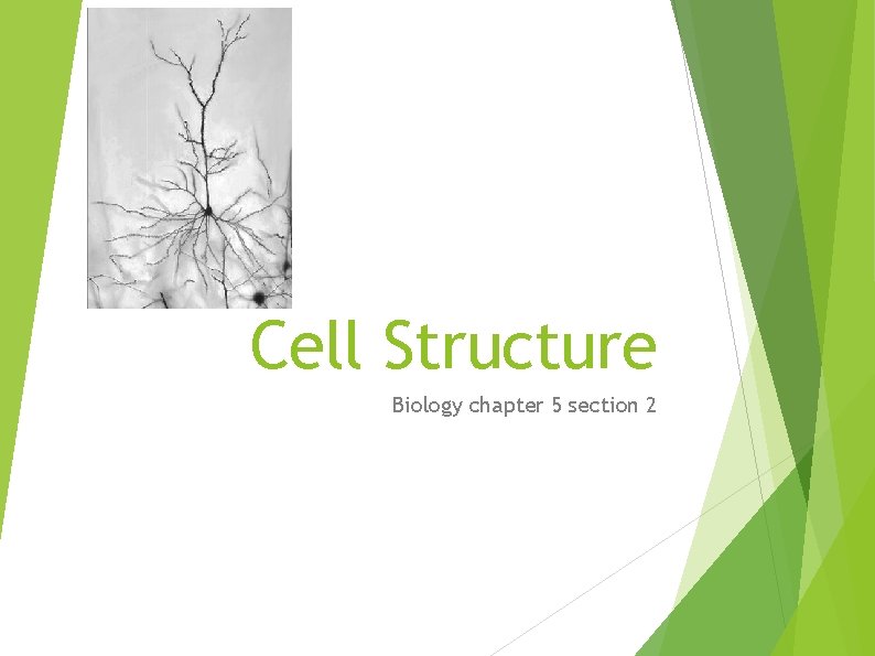 Cell Structure Biology chapter 5 section 2 