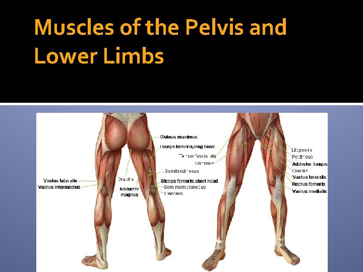 Muscles of the Pelvis and Lower Limbs 