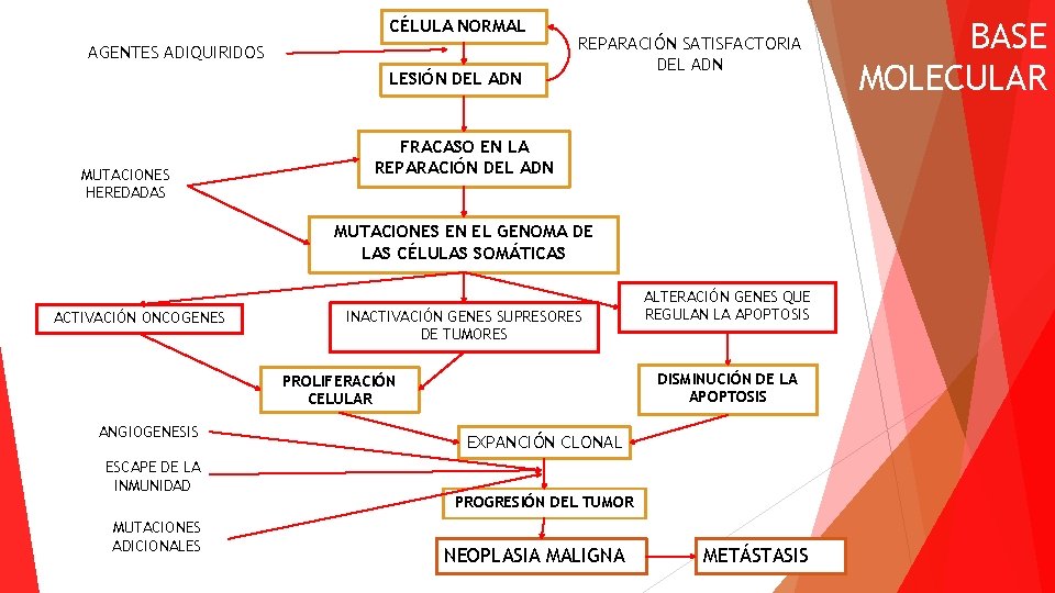 CÉLULA NORMAL AGENTES ADIQUIRIDOS LESIÓN DEL ADN MUTACIONES HEREDADAS REPARACIÓN SATISFACTORIA DEL ADN FRACASO