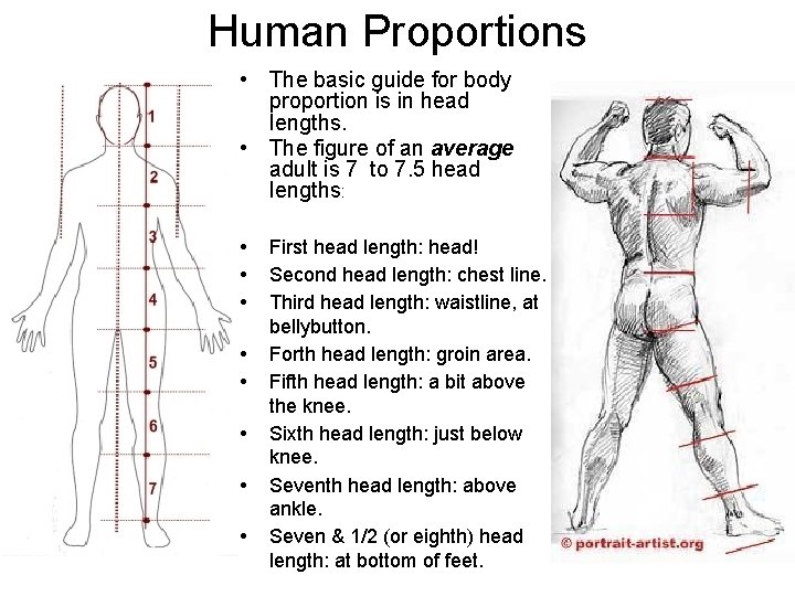 Human Proportions • The basic guide for body proportion is in head lengths. •