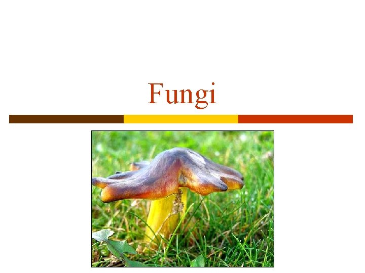 Fungi 