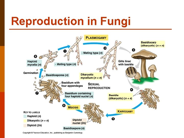 Reproduction in Fungi 