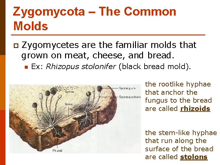 Zygomycota – The Common Molds p Zygomycetes are the familiar molds that grown on