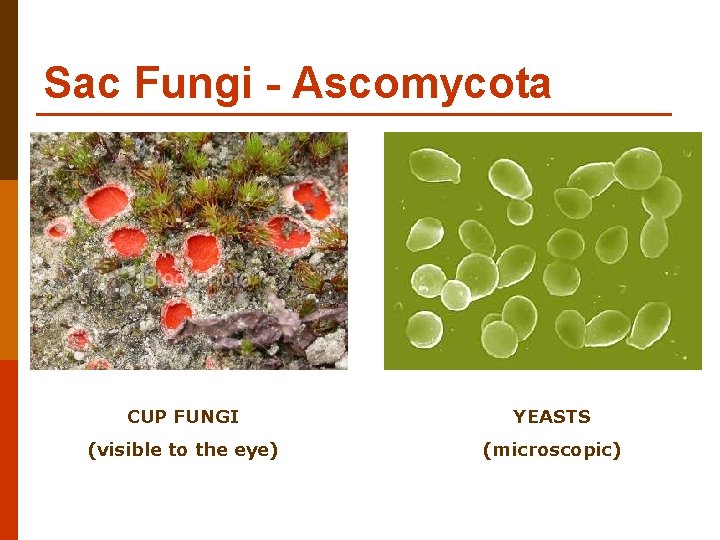 Sac Fungi - Ascomycota CUP FUNGI YEASTS (visible to the eye) (microscopic) 