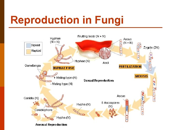 Reproduction in Fungi 