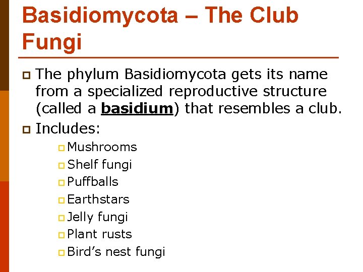 Basidiomycota – The Club Fungi The phylum Basidiomycota gets its name from a specialized