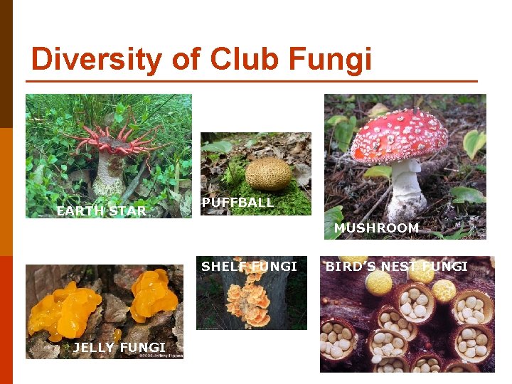 Diversity of Club Fungi EARTH STAR PUFFBALL MUSHROOM SHELF FUNGI JELLY FUNGI BIRD’S NEST
