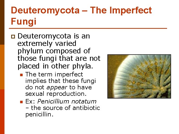 Deuteromycota – The Imperfect Fungi p Deuteromycota is an extremely varied phylum composed of