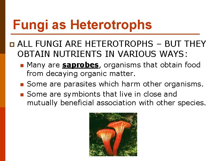 Fungi as Heterotrophs p ALL FUNGI ARE HETEROTROPHS – BUT THEY OBTAIN NUTRIENTS IN