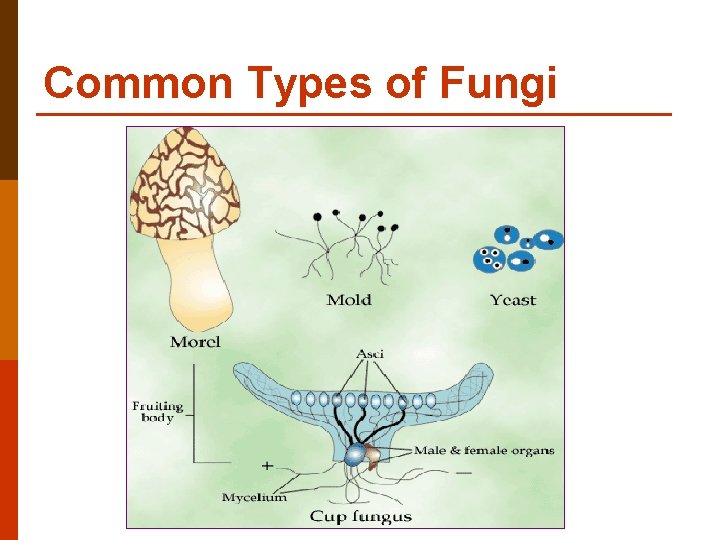 Common Types of Fungi 