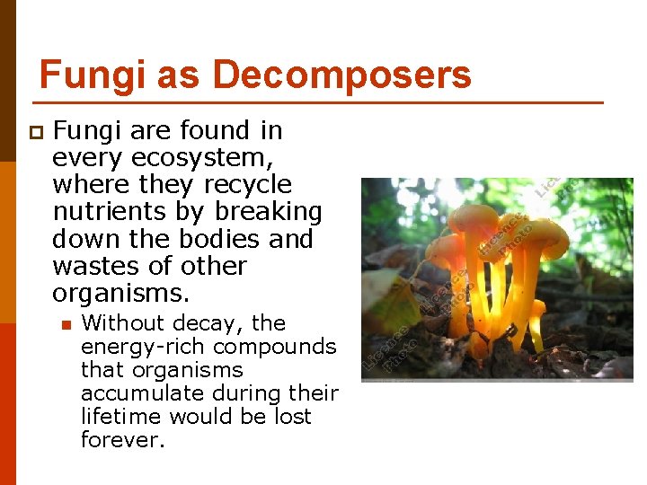 Fungi as Decomposers p Fungi are found in every ecosystem, where they recycle nutrients