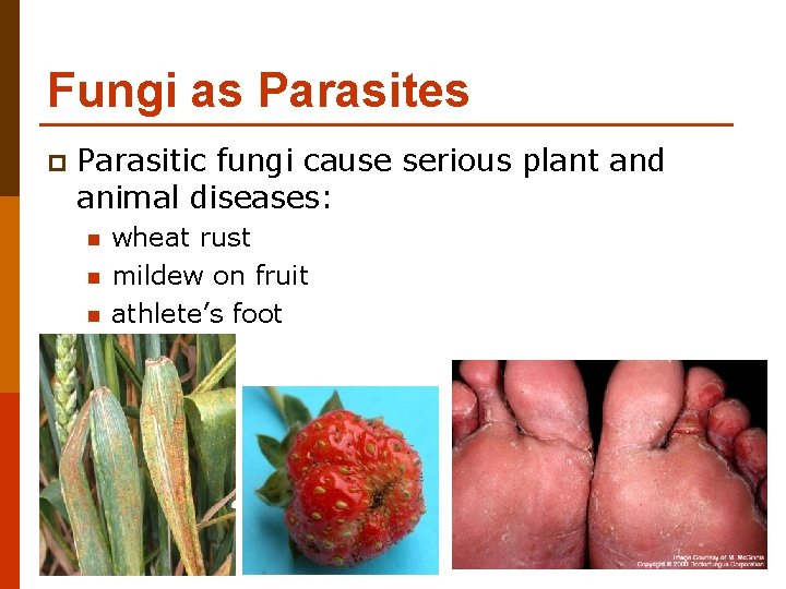 Fungi as Parasites p Parasitic fungi cause serious plant and animal diseases: n n