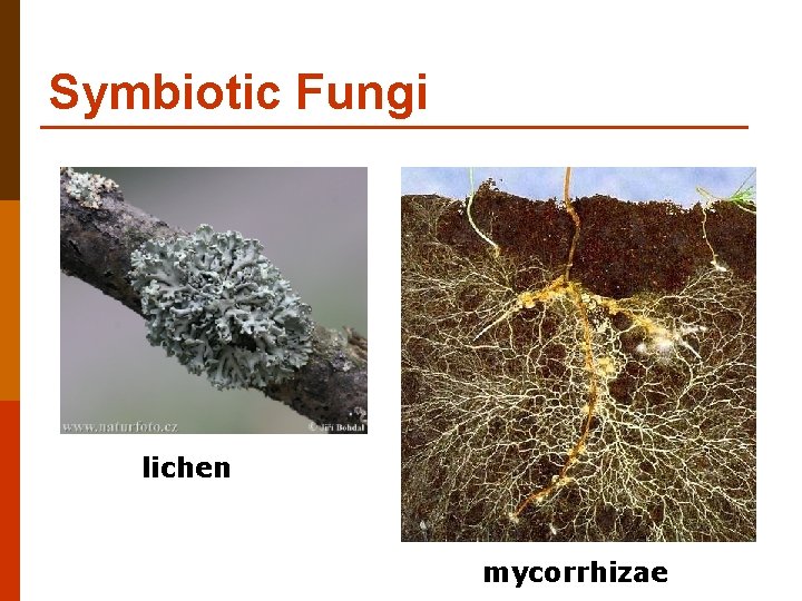 Symbiotic Fungi lichen mycorrhizae 