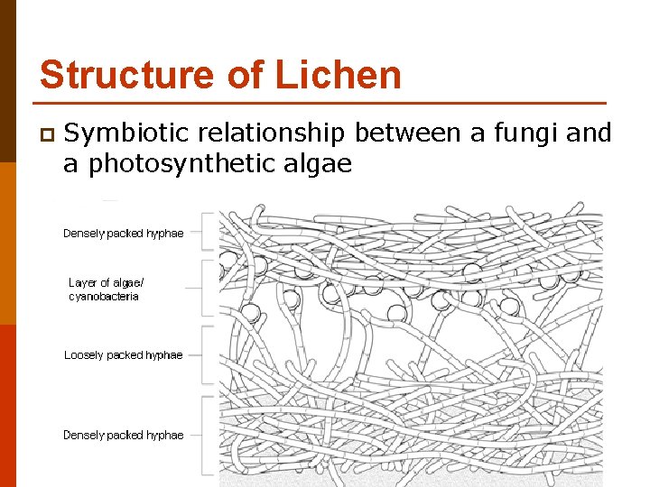 Structure of Lichen p Symbiotic relationship between a fungi and a photosynthetic algae 