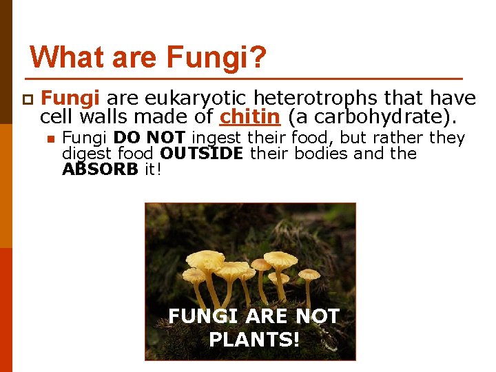 What are Fungi? p Fungi are eukaryotic heterotrophs that have cell walls made of