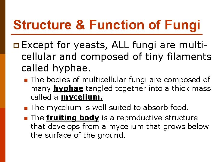 Structure & Function of Fungi p Except for yeasts, ALL fungi are multicellular and