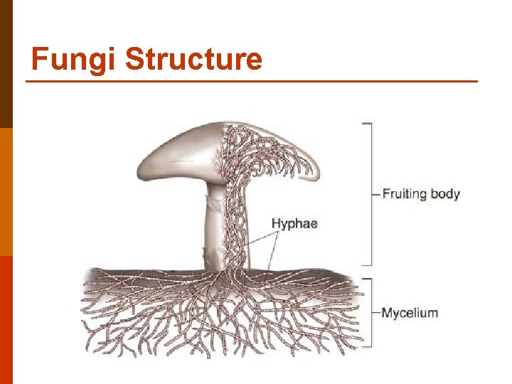 Fungi Structure 