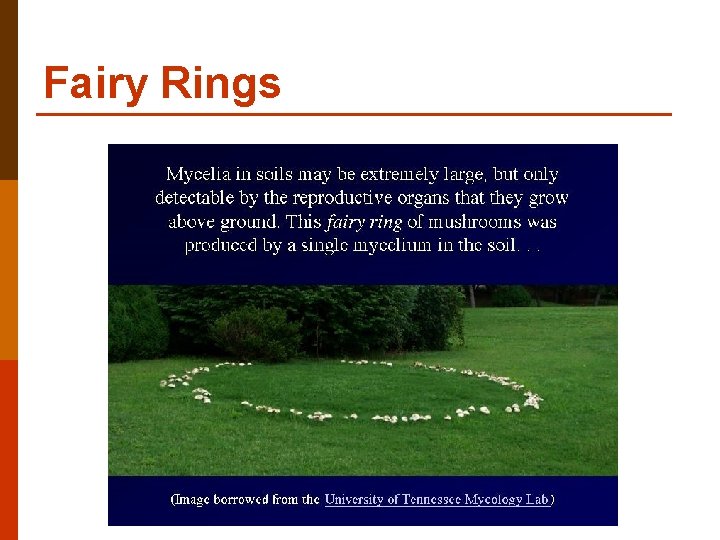 Fairy Rings 