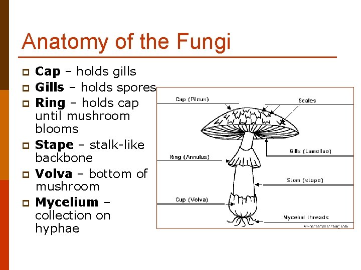 Anatomy of the Fungi p p p Cap – holds gills Gills – holds
