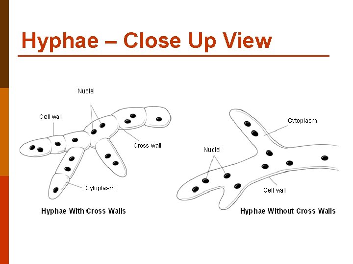 Hyphae – Close Up View 