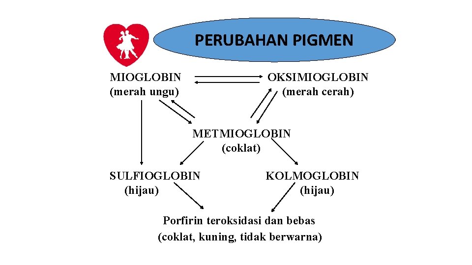 PERUBAHAN PIGMEN MIOGLOBIN (merah ungu) OKSIMIOGLOBIN (merah cerah) METMIOGLOBIN (coklat) SULFIOGLOBIN (hijau) KOLMOGLOBIN (hijau)