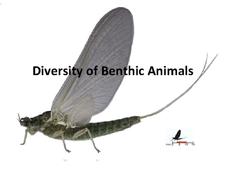 Diversity of Benthic Animals 