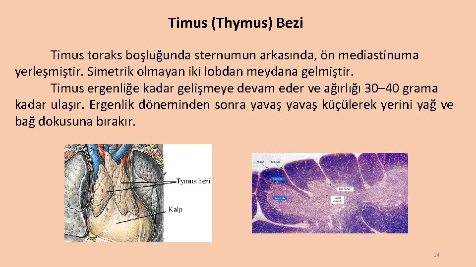 Timus (Thymus) Bezi Timus toraks boşluğunda sternumun arkasında, ön mediastinuma yerleşmiştir. Simetrik olmayan iki