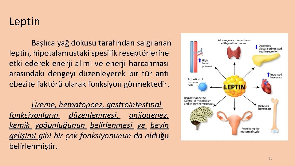 Leptin Başlıca yağ dokusu tarafından salgılanan leptin, hipotalamustaki spesifik reseptörlerine etki ederek enerji alımı