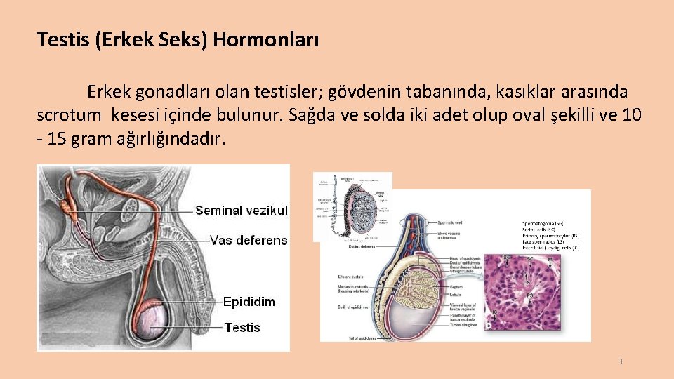 Testis (Erkek Seks) Hormonları Erkek gonadları olan testisler; gövdenin tabanında, kasıklar arasında scrotum kesesi