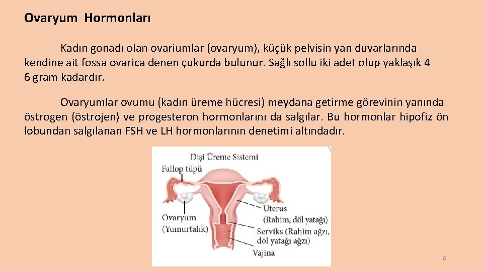 Ovaryum Hormonları Kadın gonadı olan ovariumlar (ovaryum), küçük pelvisin yan duvarlarında kendine ait fossa