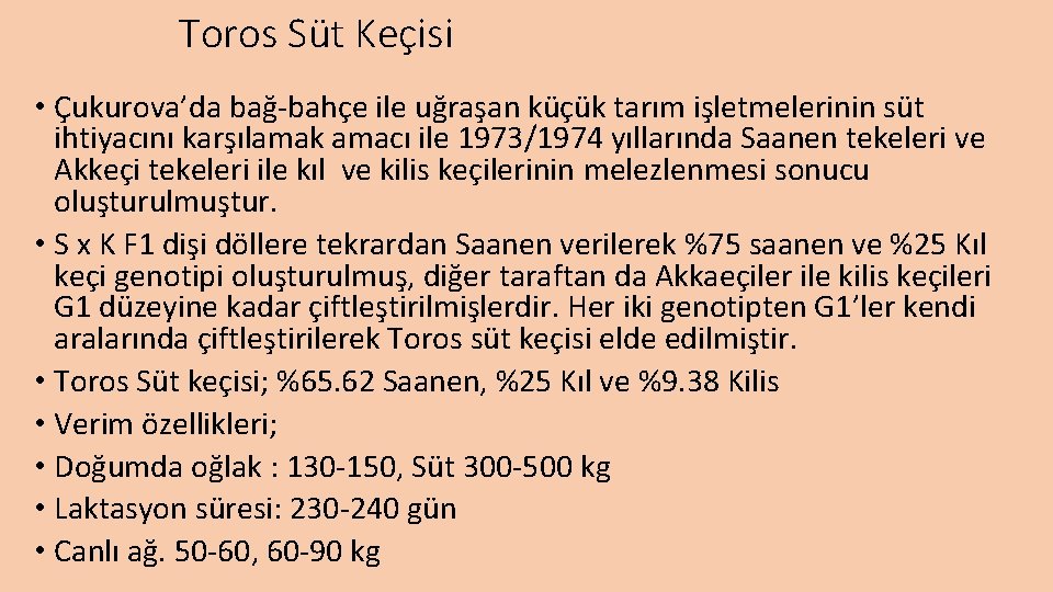 Toros Süt Keçisi • Çukurova’da bağ-bahçe ile uğraşan küçük tarım işletmelerinin süt ihtiyacını karşılamak