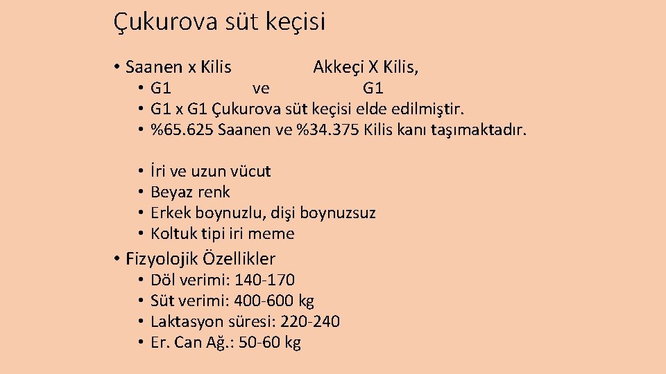 Çukurova süt keçisi • Saanen x Kilis Akkeçi X Kilis, • G 1 ve