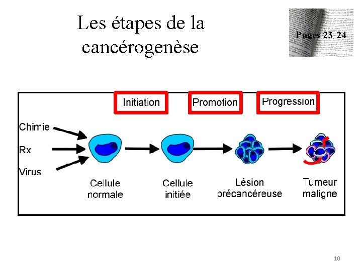 Les étapes de la cancérogenèse Pages 23 -24 10 