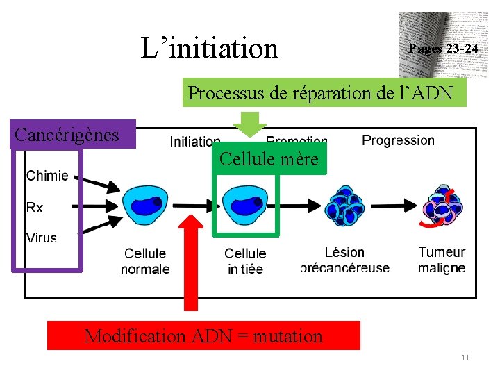 L’initiation Pages 23 -24 Processus de réparation de l’ADN Cancérigènes Cellule mère Modification ADN