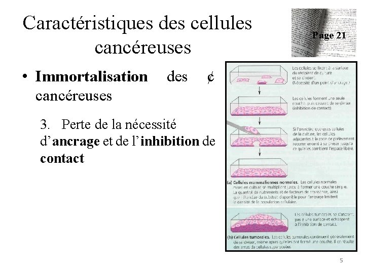 Caractéristiques des cellules cancéreuses • Immortalisation cancéreuses des Page 21 ¢ 3. Perte de