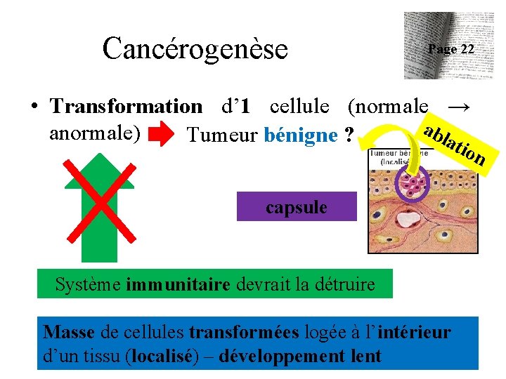 Cancérogenèse Page 22 • Transformation d’ 1 cellule (normale → ab anormale) Tumeur bénigne