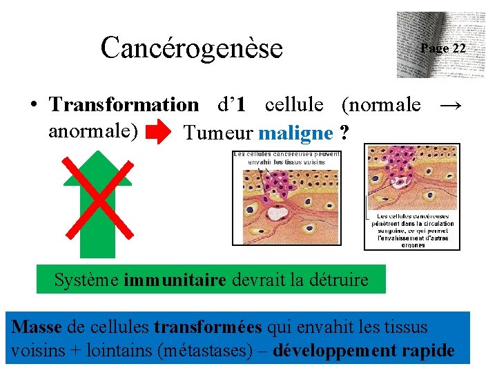 Cancérogenèse Page 22 • Transformation d’ 1 cellule (normale → anormale) Tumeur maligne ?