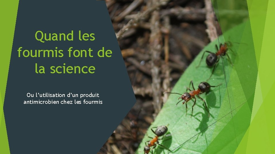 Quand les fourmis font de la science Ou l’utilisation d’un produit antimicrobien chez les