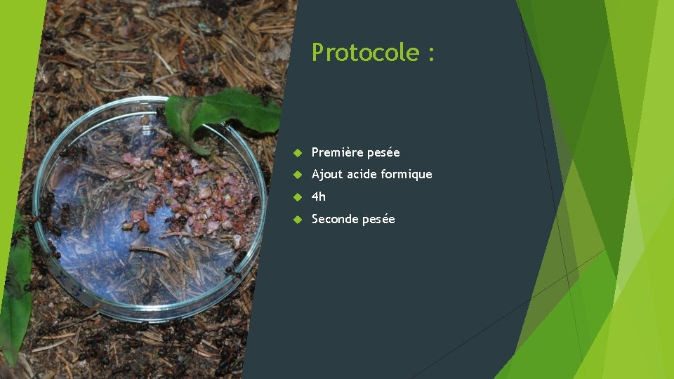 Protocole : Première pesée Ajout acide formique 4 h Seconde pesée 