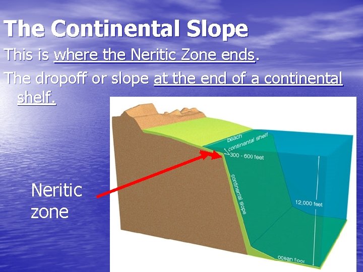 The Continental Slope This is where the Neritic Zone ends. The dropoff or slope