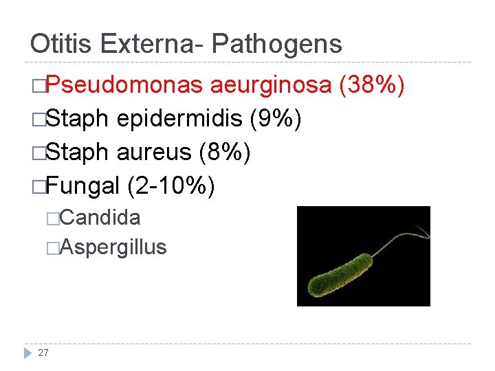 Otitis Externa- Pathogens �Pseudomonas aeurginosa (38%) �Staph epidermidis (9%) �Staph aureus (8%) �Fungal (2