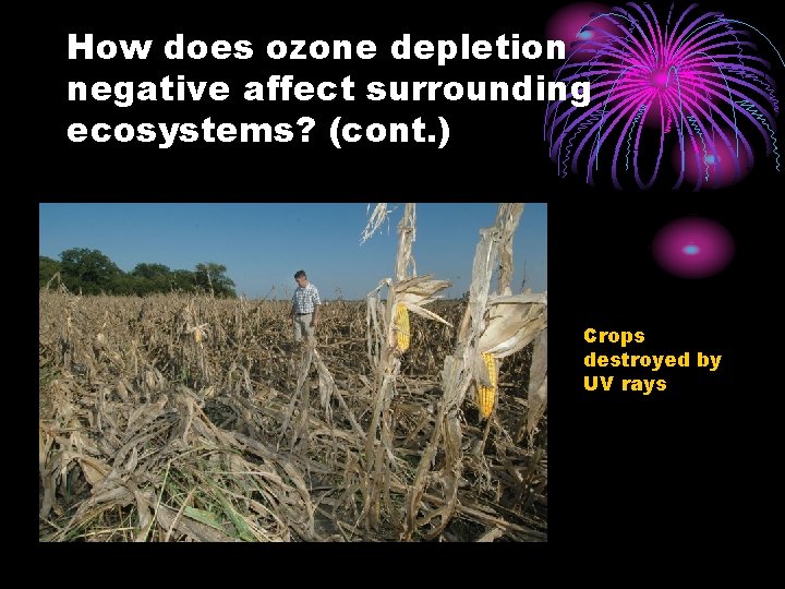 How does ozone depletion negative affect surrounding ecosystems? (cont. ) Crops destroyed by UV